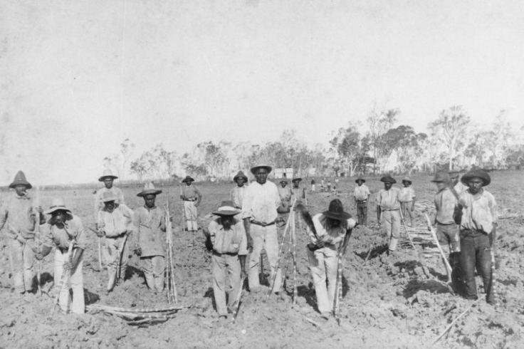 South Sea Islanders planting sugar cane at Seaforth Plantation at Ayr Queensland 1890 SLQ